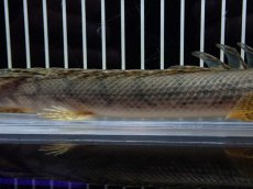 画像3: 【淡水魚】【通販】No1 ポリプテルス コンギクス(ビチャー) コンゴ産 ワイルド【個体販売】(±22cm)(大型魚)(生体)(熱帯魚)NKO (3)