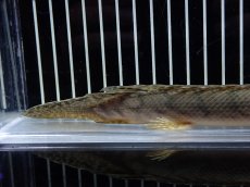画像4: 【淡水魚】【通販】No1 ポリプテルス コンギクス(ビチャー) コンゴ産 ワイルド【個体販売】(±22cm)(大型魚)(生体)(熱帯魚)NKO (4)