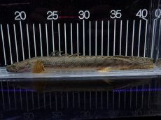 画像5: 【淡水魚】【通販】No1 ポリプテルス コンギクス(ビチャー) コンゴ産 ワイルド【個体販売】(±22cm)(大型魚)(生体)(熱帯魚)NKO (5)