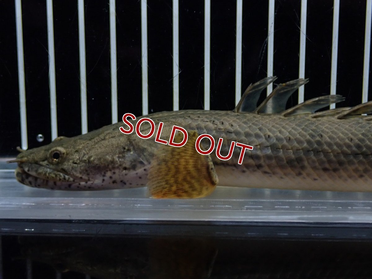 画像6: 【淡水魚】【通販】No1 ポリプテルス コンギクス(ビチャー) コンゴ産 ワイルド【個体販売】(±22cm)(大型魚)(生体)(熱帯魚)NKO (6)