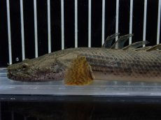 画像6: 【淡水魚】【通販】No1 ポリプテルス コンギクス(ビチャー) コンゴ産 ワイルド【個体販売】(±22cm)(大型魚)(生体)(熱帯魚)NKO (6)