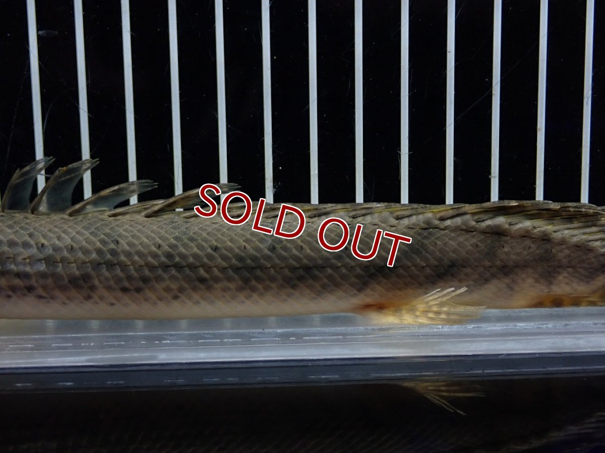 画像7: 【淡水魚】【通販】No1 ポリプテルス コンギクス(ビチャー) コンゴ産 ワイルド【個体販売】(±22cm)(大型魚)(生体)(熱帯魚)NKO (7)