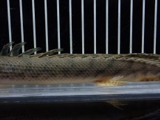画像7: 【淡水魚】【通販】No1 ポリプテルス コンギクス(ビチャー) コンゴ産 ワイルド【個体販売】(±22cm)(大型魚)(生体)(熱帯魚)NKO (7)