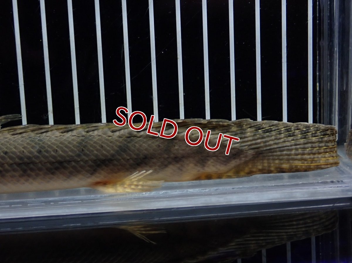 画像8: 【淡水魚】【通販】No1 ポリプテルス コンギクス(ビチャー) コンゴ産 ワイルド【個体販売】(±22cm)(大型魚)(生体)(熱帯魚)NKO (8)