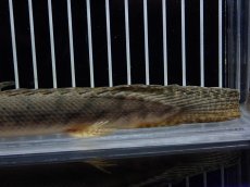 画像8: 【淡水魚】【通販】No1 ポリプテルス コンギクス(ビチャー) コンゴ産 ワイルド【個体販売】(±22cm)(大型魚)(生体)(熱帯魚)NKO (8)