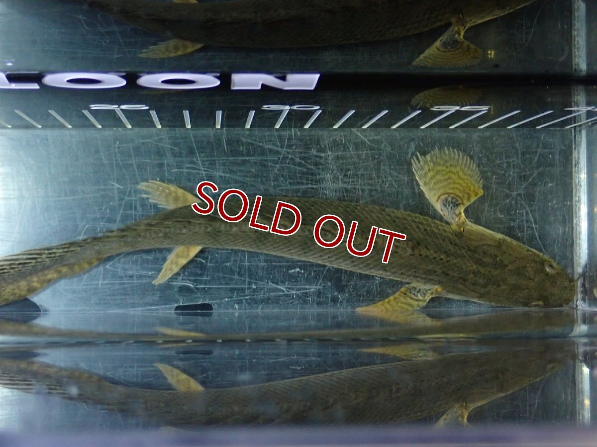 画像9: 【淡水魚】【通販】No1 ポリプテルス コンギクス(ビチャー) コンゴ産 ワイルド【個体販売】(±22cm)(大型魚)(生体)(熱帯魚)NKO (9)