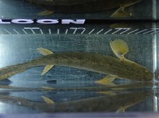 画像9: 【淡水魚】【通販】No1 ポリプテルス コンギクス(ビチャー) コンゴ産 ワイルド【個体販売】(±22cm)(大型魚)(生体)(熱帯魚)NKO (9)