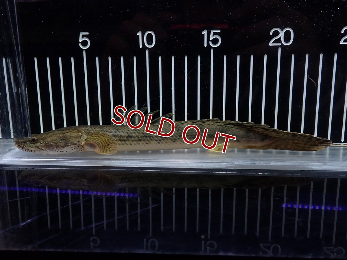 画像1: 【淡水魚】【通販】No2 ポリプテルス コンギクス(ビチャー) コンゴ産 ワイルド【個体販売】(±22cm)(大型魚)(生体)(熱帯魚)NKO (1)