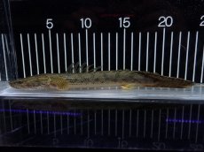 画像1: 【淡水魚】【通販】No2 ポリプテルス コンギクス(ビチャー) コンゴ産 ワイルド【個体販売】(±22cm)(大型魚)(生体)(熱帯魚)NKO (1)