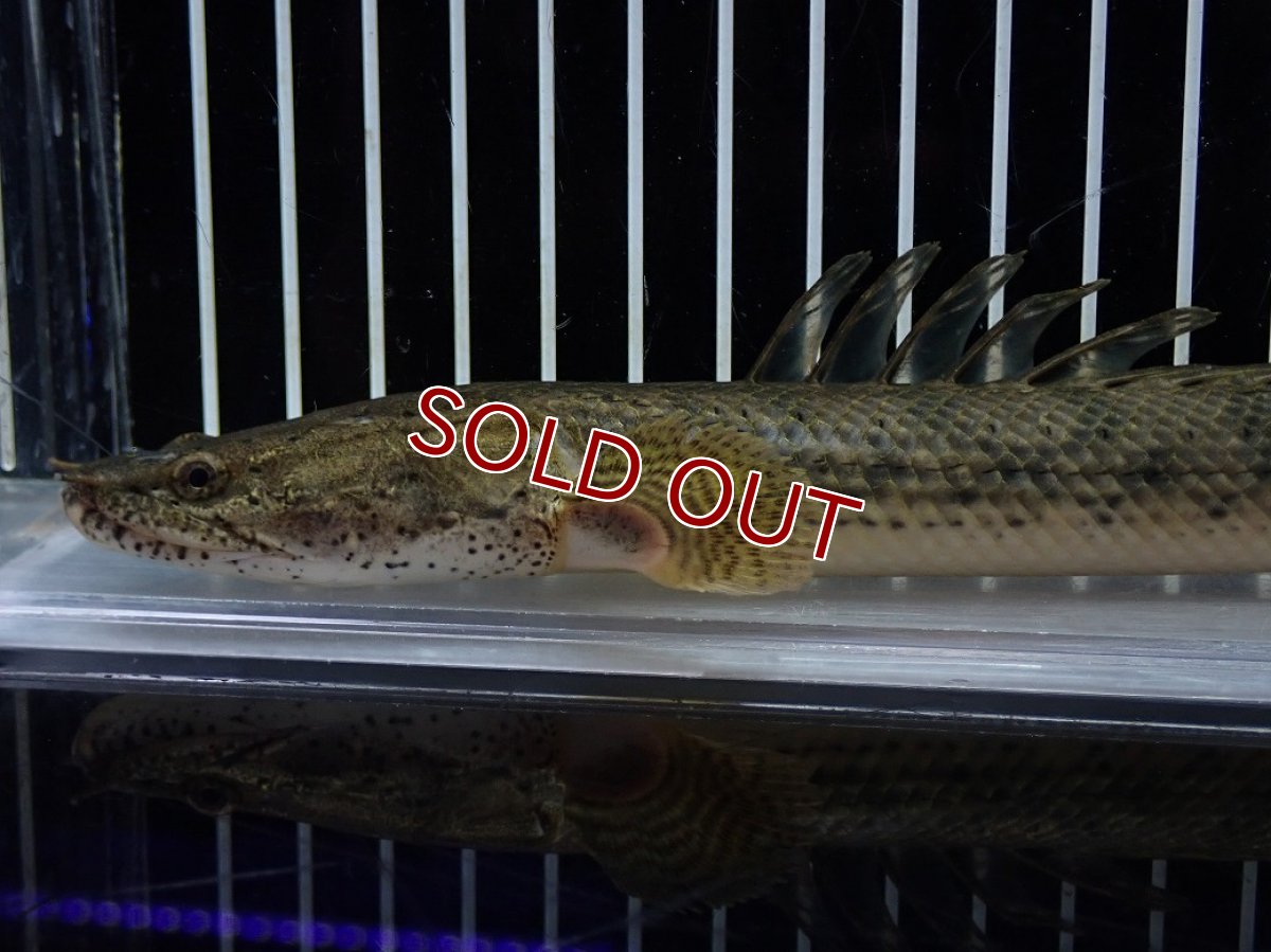 画像2: 【淡水魚】【通販】No2 ポリプテルス コンギクス(ビチャー) コンゴ産 ワイルド【個体販売】(±22cm)(大型魚)(生体)(熱帯魚)NKO (2)