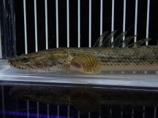 画像2: 【淡水魚】【通販】No2 ポリプテルス コンギクス(ビチャー) コンゴ産 ワイルド【個体販売】(±22cm)(大型魚)(生体)(熱帯魚)NKO (2)