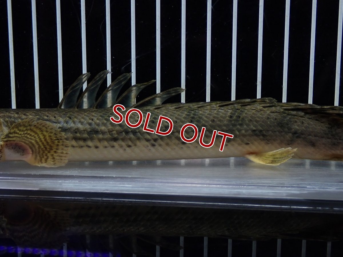 画像3: 【淡水魚】【通販】No2 ポリプテルス コンギクス(ビチャー) コンゴ産 ワイルド【個体販売】(±22cm)(大型魚)(生体)(熱帯魚)NKO (3)