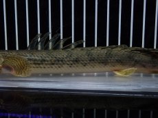 画像3: 【淡水魚】【通販】No2 ポリプテルス コンギクス(ビチャー) コンゴ産 ワイルド【個体販売】(±22cm)(大型魚)(生体)(熱帯魚)NKO (3)