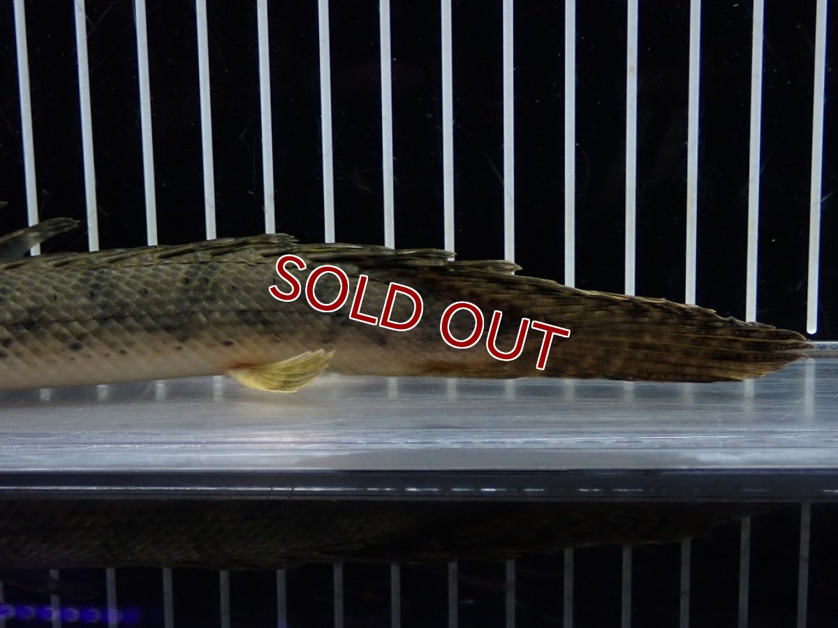 画像4: 【淡水魚】【通販】No2 ポリプテルス コンギクス(ビチャー) コンゴ産 ワイルド【個体販売】(±22cm)(大型魚)(生体)(熱帯魚)NKO (4)