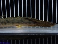 画像4: 【淡水魚】【通販】No2 ポリプテルス コンギクス(ビチャー) コンゴ産 ワイルド【個体販売】(±22cm)(大型魚)(生体)(熱帯魚)NKO (4)