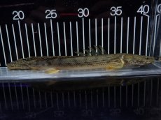 画像5: 【淡水魚】【通販】No2 ポリプテルス コンギクス(ビチャー) コンゴ産 ワイルド【個体販売】(±22cm)(大型魚)(生体)(熱帯魚)NKO (5)