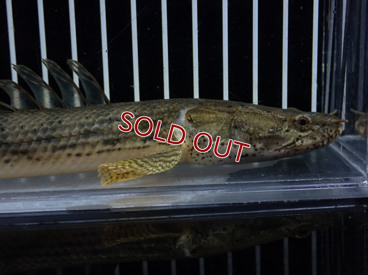 画像6: 【淡水魚】【通販】No2 ポリプテルス コンギクス(ビチャー) コンゴ産 ワイルド【個体販売】(±22cm)(大型魚)(生体)(熱帯魚)NKO (6)