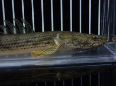 画像6: 【淡水魚】【通販】No2 ポリプテルス コンギクス(ビチャー) コンゴ産 ワイルド【個体販売】(±22cm)(大型魚)(生体)(熱帯魚)NKO (6)