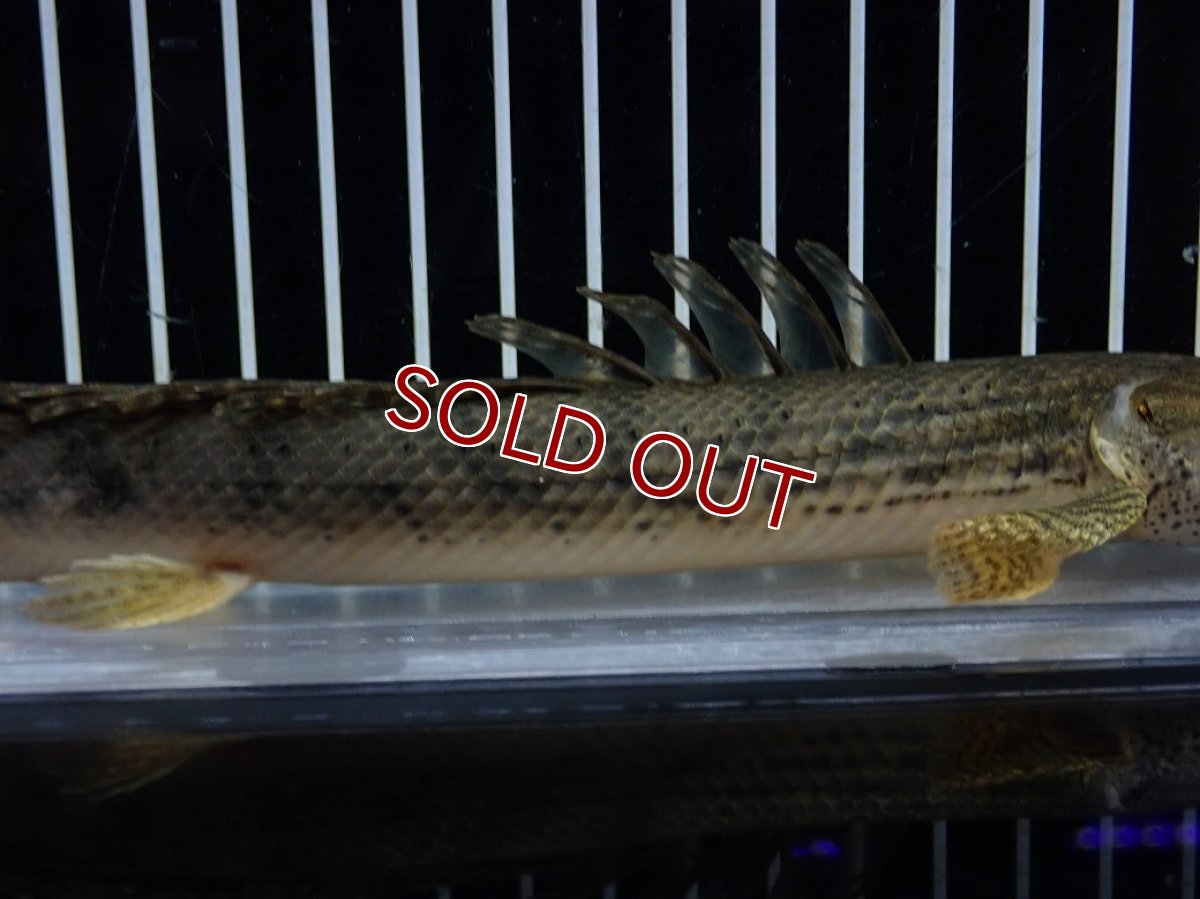 画像7: 【淡水魚】【通販】No2 ポリプテルス コンギクス(ビチャー) コンゴ産 ワイルド【個体販売】(±22cm)(大型魚)(生体)(熱帯魚)NKO (7)