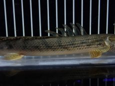 画像7: 【淡水魚】【通販】No2 ポリプテルス コンギクス(ビチャー) コンゴ産 ワイルド【個体販売】(±22cm)(大型魚)(生体)(熱帯魚)NKO (7)