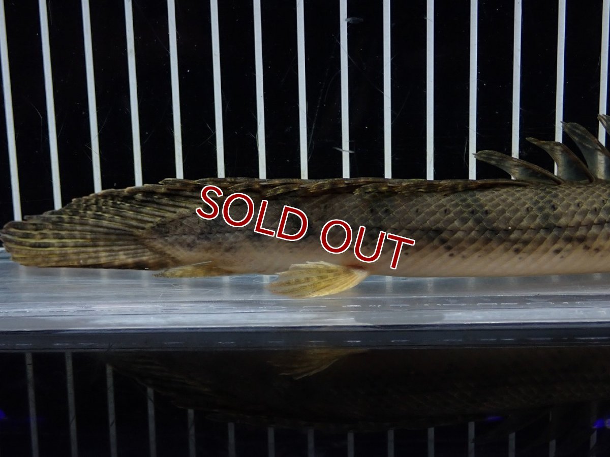 画像8: 【淡水魚】【通販】No2 ポリプテルス コンギクス(ビチャー) コンゴ産 ワイルド【個体販売】(±22cm)(大型魚)(生体)(熱帯魚)NKO (8)