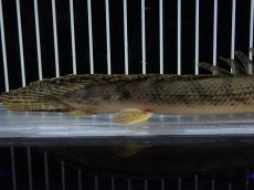 画像8: 【淡水魚】【通販】No2 ポリプテルス コンギクス(ビチャー) コンゴ産 ワイルド【個体販売】(±22cm)(大型魚)(生体)(熱帯魚)NKO (8)