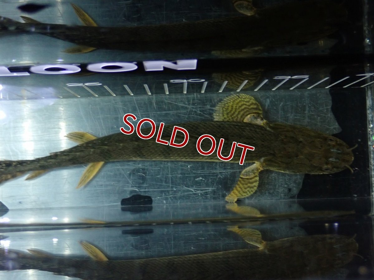画像9: 【淡水魚】【通販】No2 ポリプテルス コンギクス(ビチャー) コンゴ産 ワイルド【個体販売】(±22cm)(大型魚)(生体)(熱帯魚)NKO (9)