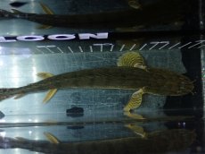 画像9: 【淡水魚】【通販】No2 ポリプテルス コンギクス(ビチャー) コンゴ産 ワイルド【個体販売】(±22cm)(大型魚)(生体)(熱帯魚)NKO (9)