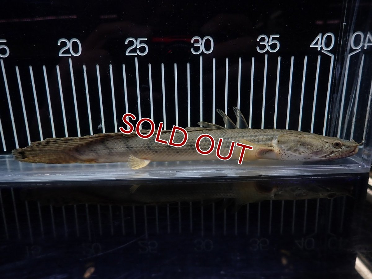 画像1: 【淡水魚】【通販】No3 ポリプテルス コンギクス(ビチャー) コンゴ産 ワイルド【個体販売】(±23cm)(大型魚)(生体)(熱帯魚)NKO (1)