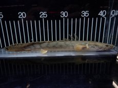画像1: 【淡水魚】【通販】No3 ポリプテルス コンギクス(ビチャー) コンゴ産 ワイルド【個体販売】(±23cm)(大型魚)(生体)(熱帯魚)NKO (1)