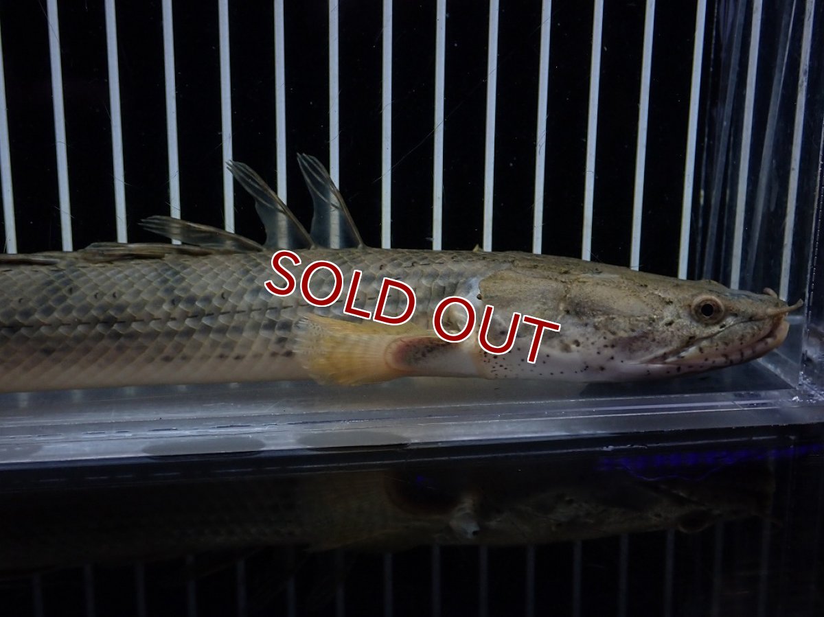 画像2: 【淡水魚】【通販】No3 ポリプテルス コンギクス(ビチャー) コンゴ産 ワイルド【個体販売】(±23cm)(大型魚)(生体)(熱帯魚)NKO (2)