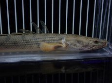 画像2: 【淡水魚】【通販】No3 ポリプテルス コンギクス(ビチャー) コンゴ産 ワイルド【個体販売】(±23cm)(大型魚)(生体)(熱帯魚)NKO (2)