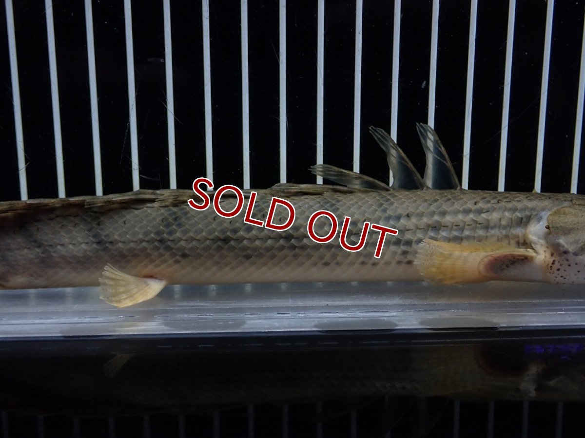画像3: 【淡水魚】【通販】No3 ポリプテルス コンギクス(ビチャー) コンゴ産 ワイルド【個体販売】(±23cm)(大型魚)(生体)(熱帯魚)NKO (3)