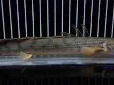 画像3: 【淡水魚】【通販】No3 ポリプテルス コンギクス(ビチャー) コンゴ産 ワイルド【個体販売】(±23cm)(大型魚)(生体)(熱帯魚)NKO (3)