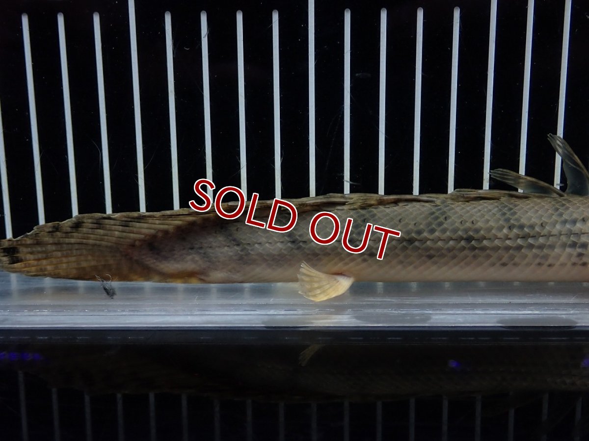 画像4: 【淡水魚】【通販】No3 ポリプテルス コンギクス(ビチャー) コンゴ産 ワイルド【個体販売】(±23cm)(大型魚)(生体)(熱帯魚)NKO (4)