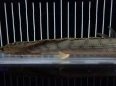 画像4: 【淡水魚】【通販】No3 ポリプテルス コンギクス(ビチャー) コンゴ産 ワイルド【個体販売】(±23cm)(大型魚)(生体)(熱帯魚)NKO (4)