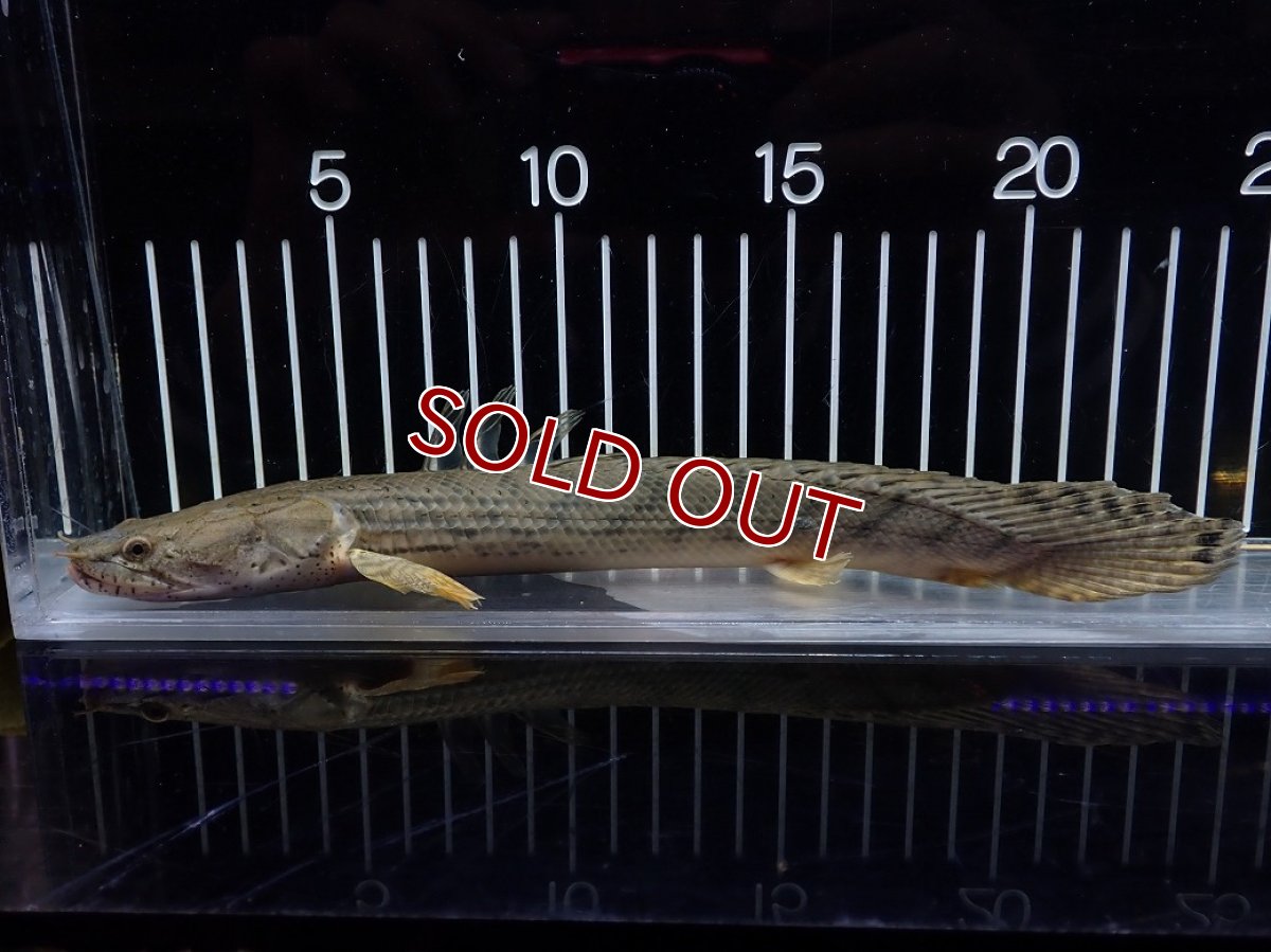 画像5: 【淡水魚】【通販】No3 ポリプテルス コンギクス(ビチャー) コンゴ産 ワイルド【個体販売】(±23cm)(大型魚)(生体)(熱帯魚)NKO (5)