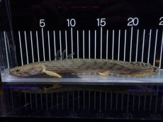 画像5: 【淡水魚】【通販】No3 ポリプテルス コンギクス(ビチャー) コンゴ産 ワイルド【個体販売】(±23cm)(大型魚)(生体)(熱帯魚)NKO (5)
