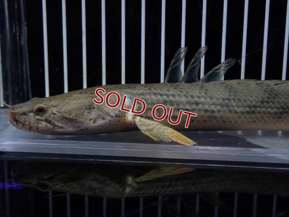 画像6: 【淡水魚】【通販】No3 ポリプテルス コンギクス(ビチャー) コンゴ産 ワイルド【個体販売】(±23cm)(大型魚)(生体)(熱帯魚)NKO (6)