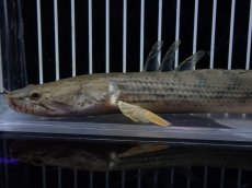 画像6: 【淡水魚】【通販】No3 ポリプテルス コンギクス(ビチャー) コンゴ産 ワイルド【個体販売】(±23cm)(大型魚)(生体)(熱帯魚)NKO (6)