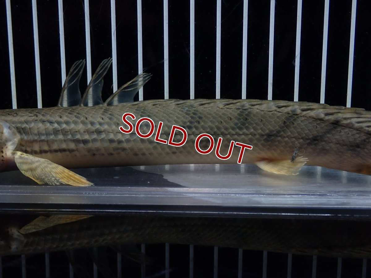 画像7: 【淡水魚】【通販】No3 ポリプテルス コンギクス(ビチャー) コンゴ産 ワイルド【個体販売】(±23cm)(大型魚)(生体)(熱帯魚)NKO (7)