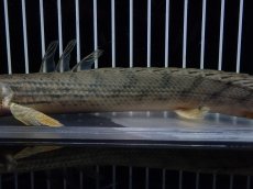 画像7: 【淡水魚】【通販】No3 ポリプテルス コンギクス(ビチャー) コンゴ産 ワイルド【個体販売】(±23cm)(大型魚)(生体)(熱帯魚)NKO (7)