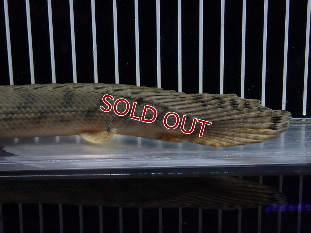 画像8: 【淡水魚】【通販】No3 ポリプテルス コンギクス(ビチャー) コンゴ産 ワイルド【個体販売】(±23cm)(大型魚)(生体)(熱帯魚)NKO (8)