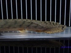 画像8: 【淡水魚】【通販】No3 ポリプテルス コンギクス(ビチャー) コンゴ産 ワイルド【個体販売】(±23cm)(大型魚)(生体)(熱帯魚)NKO (8)
