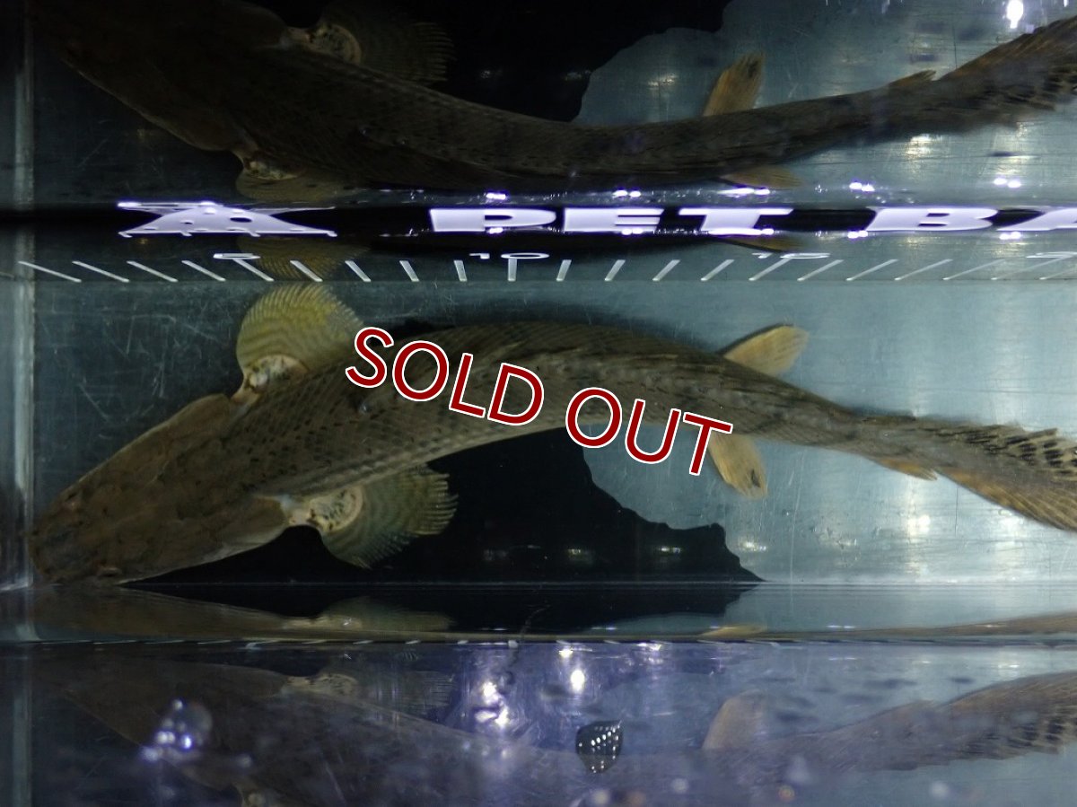 画像9: 【淡水魚】【通販】No3 ポリプテルス コンギクス(ビチャー) コンゴ産 ワイルド【個体販売】(±23cm)(大型魚)(生体)(熱帯魚)NKO (9)