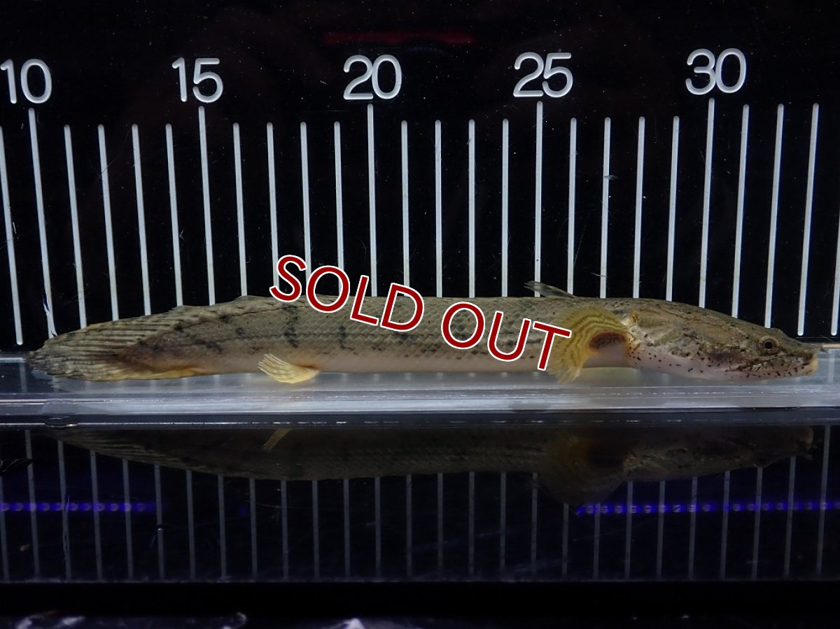 画像1: 【10%OFF対象商品30周年セール】【淡水魚】【通販】No4 ポリプテルス コンギクス(ビチャー) コンゴ産 ワイルド【個体販売】(±22cm)(大型魚)(生体)(熱帯魚)NKO (1)
