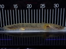 画像1: 【10%OFF対象商品30周年セール】【淡水魚】【通販】No4 ポリプテルス コンギクス(ビチャー) コンゴ産 ワイルド【個体販売】(±22cm)(大型魚)(生体)(熱帯魚)NKO (1)