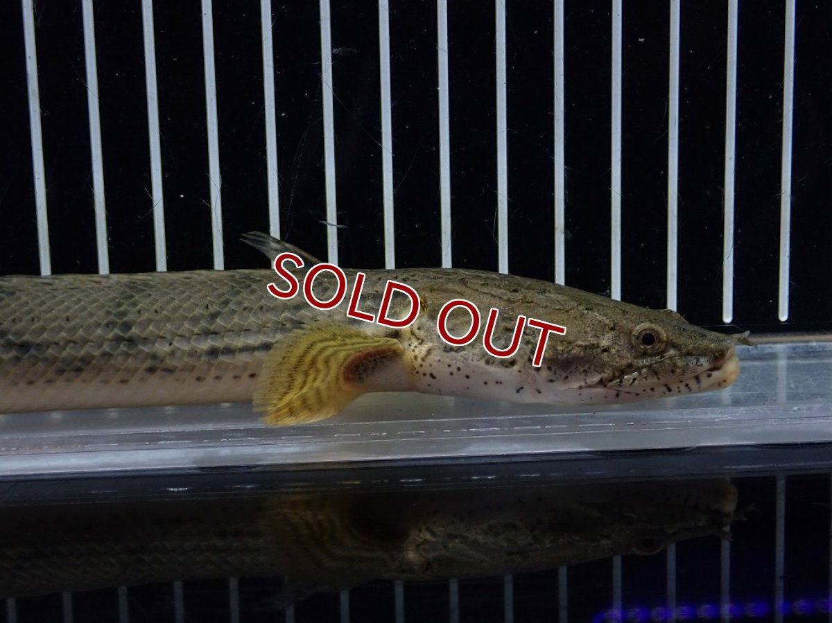 画像2: 【10%OFF対象商品30周年セール】【淡水魚】【通販】No4 ポリプテルス コンギクス(ビチャー) コンゴ産 ワイルド【個体販売】(±22cm)(大型魚)(生体)(熱帯魚)NKO (2)