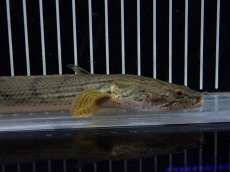 画像2: 【10%OFF対象商品30周年セール】【淡水魚】【通販】No4 ポリプテルス コンギクス(ビチャー) コンゴ産 ワイルド【個体販売】(±22cm)(大型魚)(生体)(熱帯魚)NKO (2)