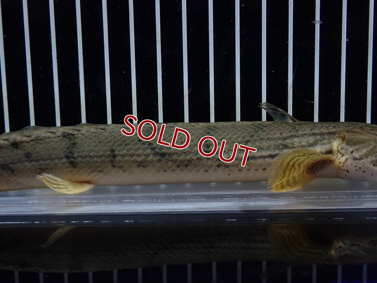 画像3: 【10%OFF対象商品30周年セール】【淡水魚】【通販】No4 ポリプテルス コンギクス(ビチャー) コンゴ産 ワイルド【個体販売】(±22cm)(大型魚)(生体)(熱帯魚)NKO (3)